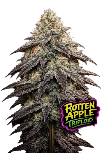 Rotten Apple Triploid feminized cannabis seeds by Love Cannabis with frosty dense buds and premium triploid genetics