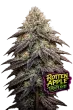 Rotten Apple Triploid feminized cannabis seeds by Love Cannabis with frosty dense buds and premium triploid genetics