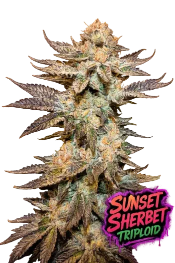 Sunset Sherbet Triploid feminized cannabis seeds by Love Cannabis with colourful resin-coated buds and premium triploid genetics