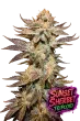 Sunset Sherbet Triploid feminized cannabis seeds by Love Cannabis with colourful resin-coated buds and premium triploid genetics