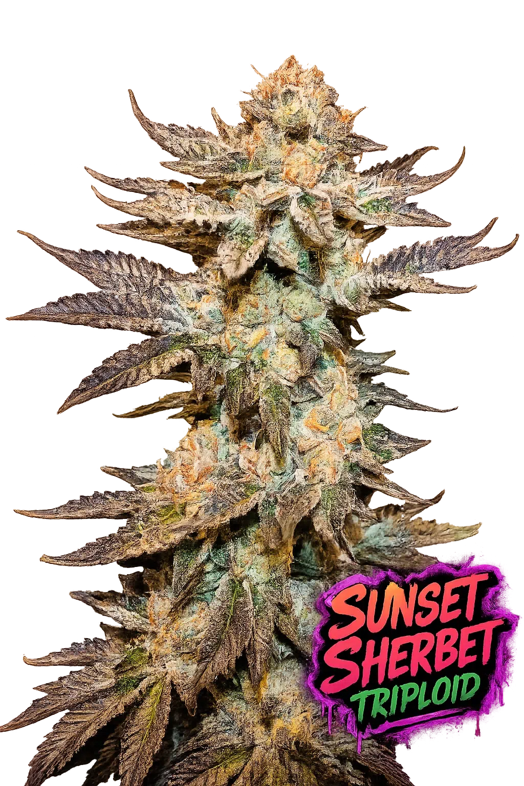 Sunset Sherbet Triploid Feminized Seeds Sunset Sherbet Triploid feminized cannabis seeds by Love Cannabis with colourful resin-coated buds and premium triploid genetics