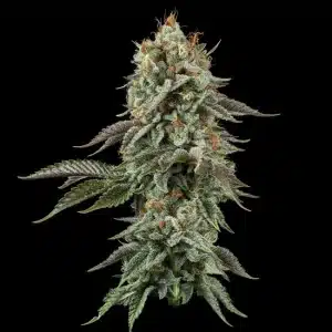 Sour Diesel and OG Kush are widely considered two of the most influential descendants of Chemdog genetics