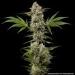 Banana Runtz F1 Seeds – Barney’s Farm