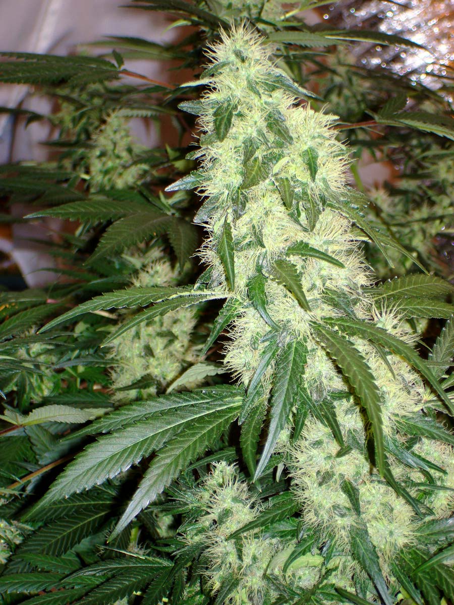 Blue Dream grow guide and strain characteristics including flowering time, yield and plant structure