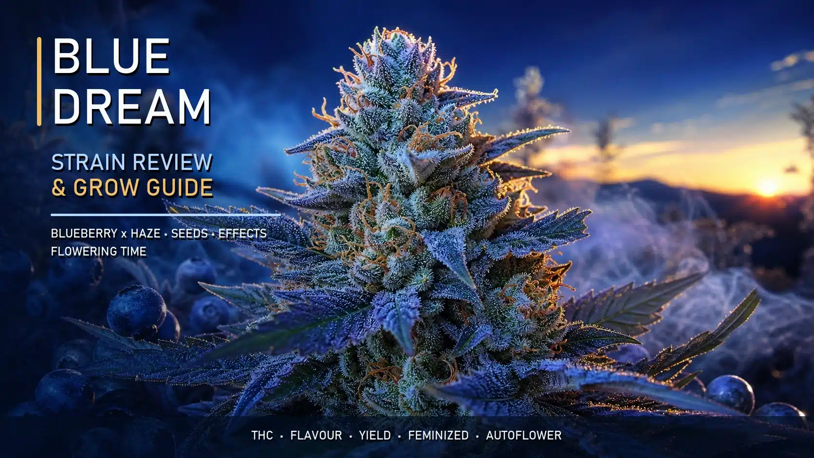 Blue Dream strain review and grow guide covering Blue Dream genetics, flavour, effects and seeds