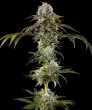 Durban Poison F1 Seeds – Barney’s Farm