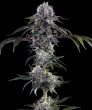 Durban Z F1 Seeds – Barney’s Farm