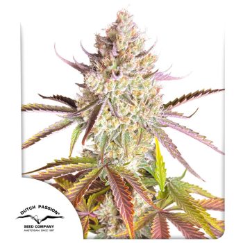 Fruit Bomb Punch seeds by Dutch Passion