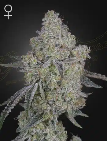Honey Dipper seeds by Green House Seeds
