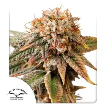 Auto Kingston Punch seeds by Dutch Passion