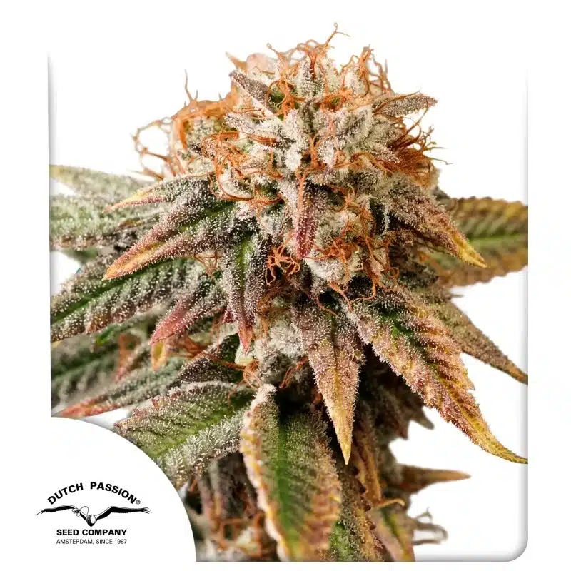 Auto Kingston Punch seeds by Dutch Passion Auto Kingston Punch seeds by Dutch Passion