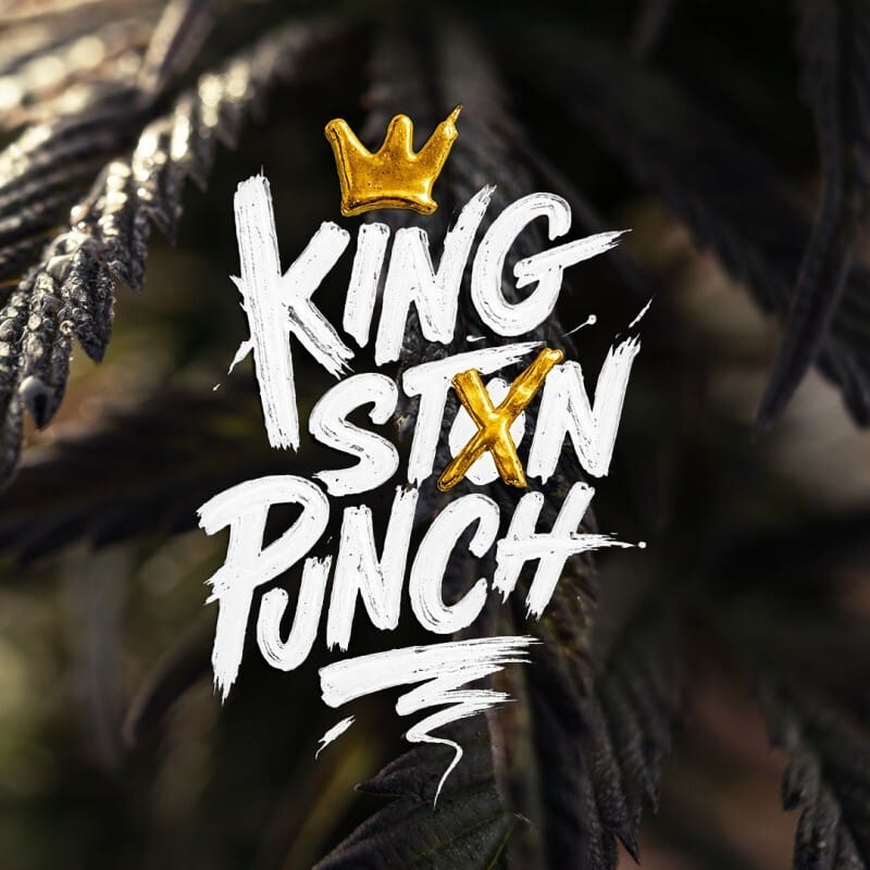 kingston-punch-feminized-5 Kingston Punch feminized by Dutch Passion