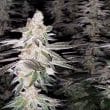 Kingston Punch seeds by Dutch Passion