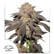 Kingston Punch seeds by Dutch Passion