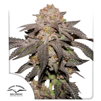 Kingston Punch seeds by Dutch Passion