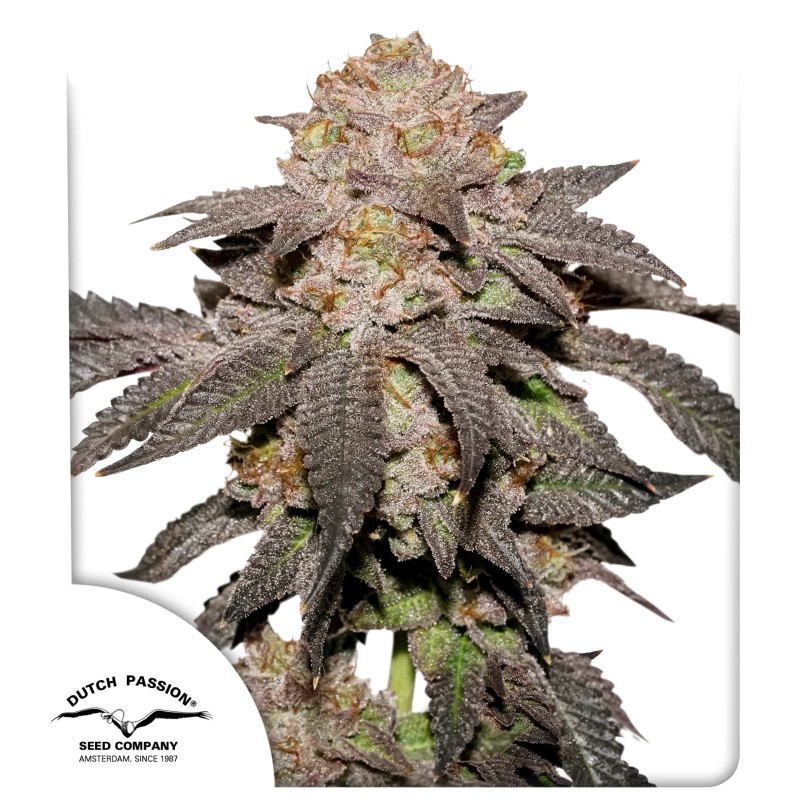 Kingston Punch seeds by Dutch Passion Kingston Punch seeds by Dutch Passion