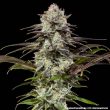 London Pound Cake F1 Seeds – Barney’s Farm
