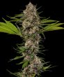 MAC 1 F1 Seeds – Barney’s Farm