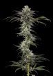 RS11 F1 Seeds – Barney’s Farm