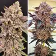 Slush Mint Cake seeds by Dutch Passion