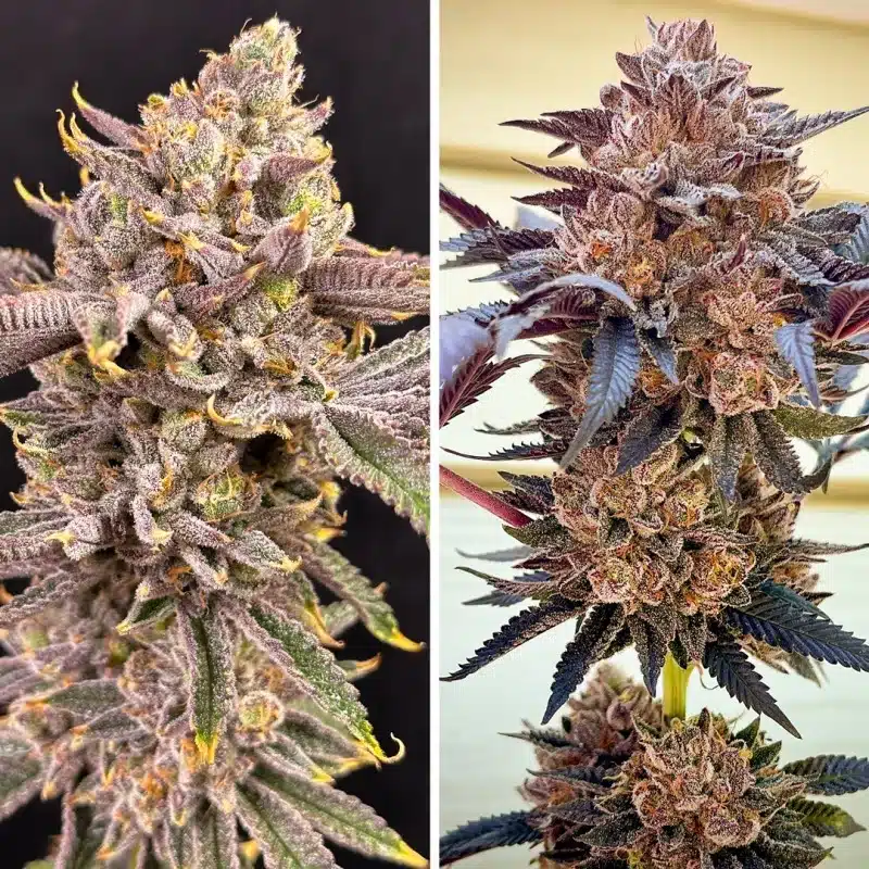 slush-mint-cake-feminized-dutch-passion-2 Slush Mint Cake flowering by Dutch Passion