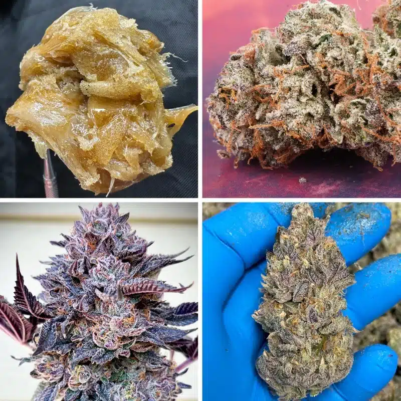 Slush Mint Cakebuds and concentrate by Dutch Passion Slush Mint Cake bud and concentrate by Dutch Passion