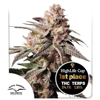 Slush Mint Cake seeds by Dutch Passion