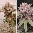 Slush Mint Cake seeds by Dutch Passion