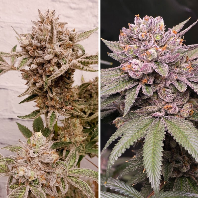 slush-mint-cake-feminized-dutch-passion-4 Slush Mint Cake strain by Dutch Passion