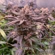 Slush Mint Cake seeds by Dutch Passion