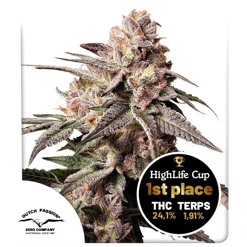 Slush Mint Cake seeds by Dutch Passion Slush Mint Cake seeds by Dutch Passion