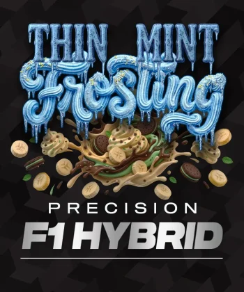 Thin Mint Frosting F1 seeds by Barney's Farm