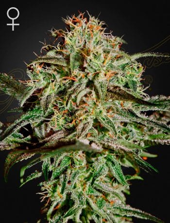 A.M.S Feminized Cannabis Seeds by Green House Seeds