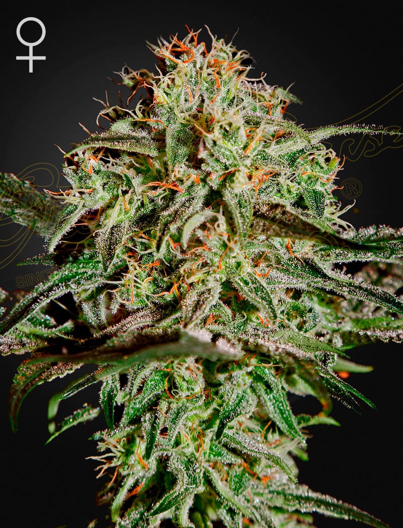 A.M.S A.M.S Feminized Cannabis Seeds by Green House Seeds