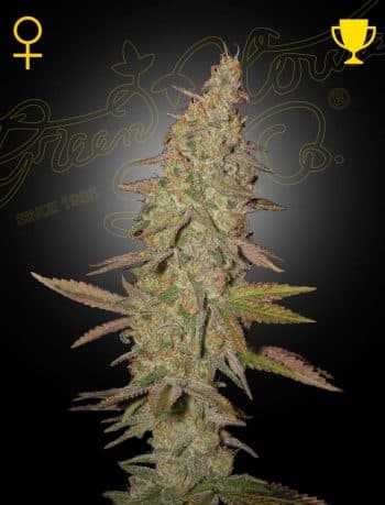 Arjan's Ultra Haze #1 Feminized Cannabis Seeds by Green House Seeds