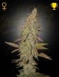 ARJAN_ULTRA_HAZE1_il5p-os