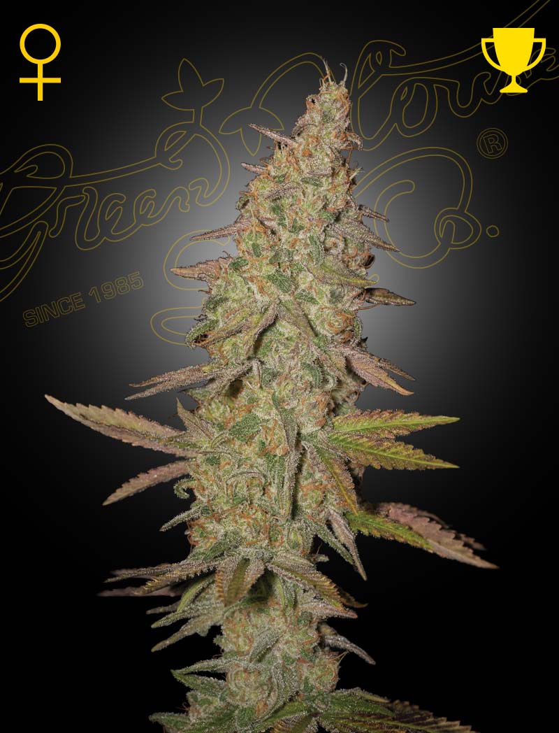 ARJAN_ULTRA_HAZE1_il5p-os Arjan's Ultra Haze #1 Feminized Cannabis Seeds by Green House Seeds