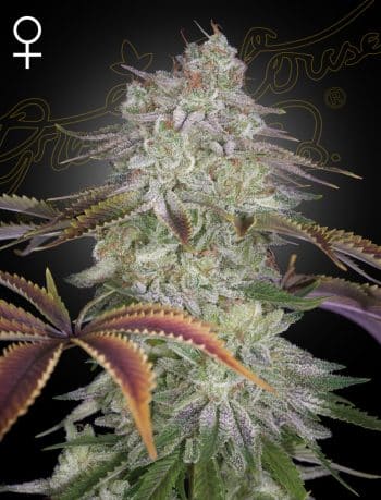 Alienz Feminized Cannabis Seeds by Green House Seeds