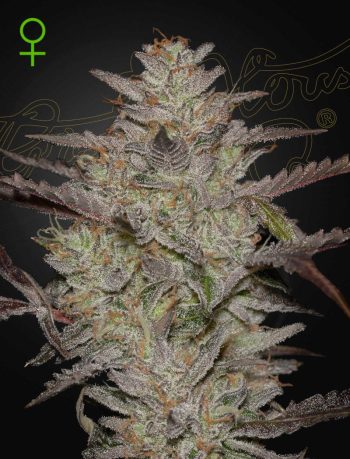 AlienZ Auto Cannabis Seeds by Green House Seeds