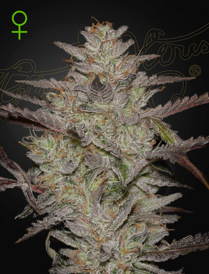 AlienzAuto-800 AlienZ Auto Cannabis Seeds by Green House Seeds