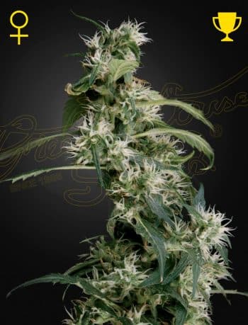 Arjan's Ultra Haze #2 Feminized Cannabis Seeds by Green House Seeds