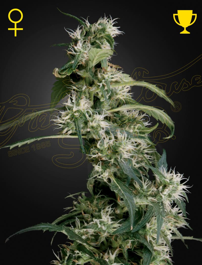 AranjsHaze2_MangoHaze__n2sz-nd Arjan's Ultra Haze #2 Feminized Cannabis Seeds by Green House Seeds