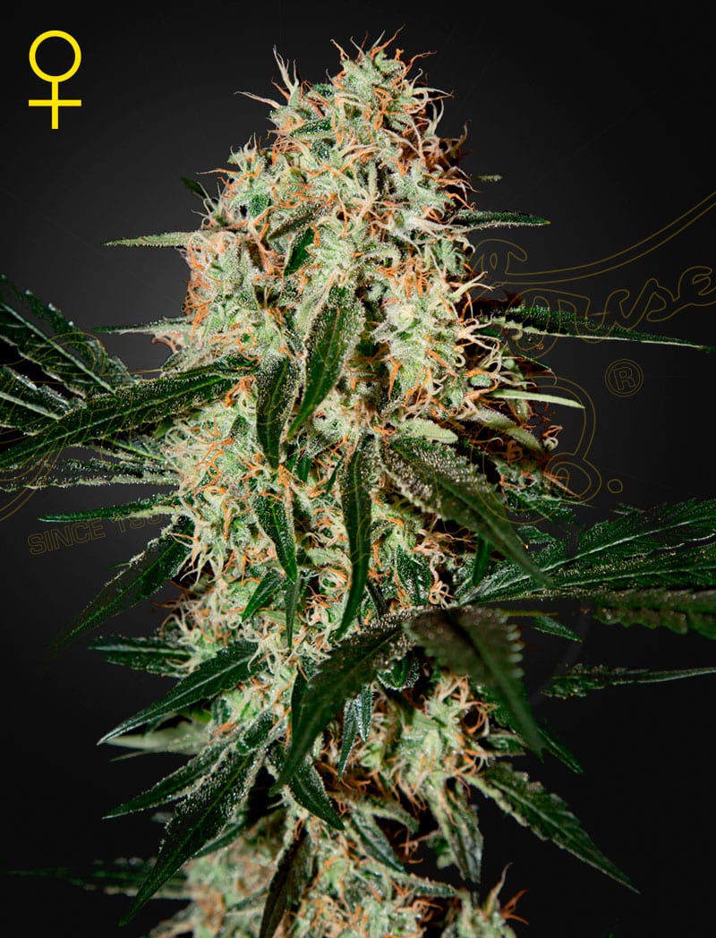 AranjsHaze3_v6ra-k1 Arjan's Haze #3 Feminized Cannabis Seeds by Green House Seeds