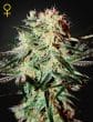 Arjan's Strawberry Haze Feminized Cannabis Seeds by Green House Seeds