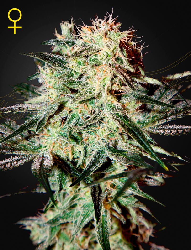 ArjanStrawberryHaze_4bvm-f8 Arjan's Strawberry Haze Feminized Cannabis Seeds by Green House Seeds