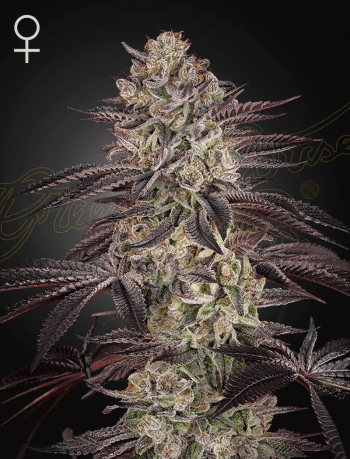 Biscotti Auto Cannabis Seeds by Green House Seeds