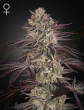 Biscotti Auto Cannabis Seeds by Green House Seeds