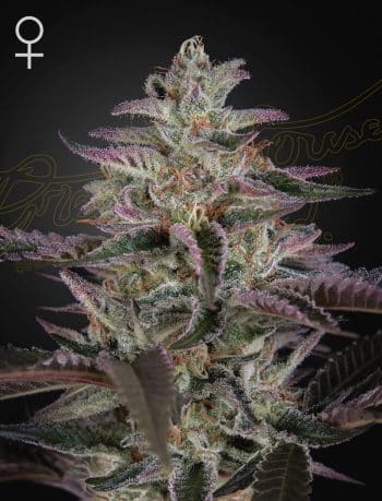 Banana Krumble Feminized Cannabis Seeds by Green House Seeds