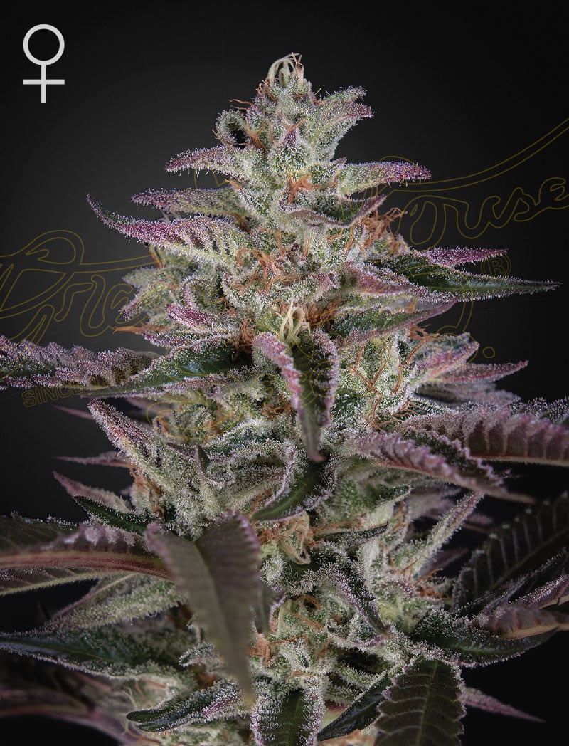 BananaKrumble Banana Krumble Feminized Cannabis Seeds by Green House Seeds