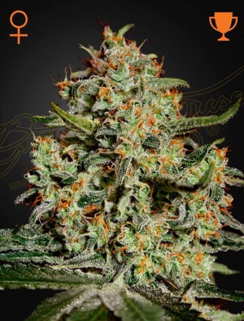 Big Bang Feminized Cannabis Seeds by Green House Seeds